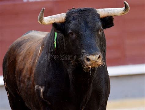 Dark Brown Bull Portrait Stock Photo Image Of Portrait 80253412