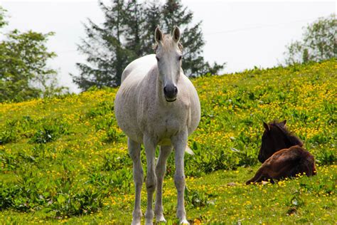 Horse Pregnancy Symptoms Stages Gestation Timeline