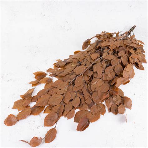 Copper Beech Fagus Preserved Brown 150g Atlas Flowers