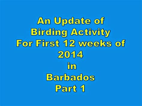 Birds Of Barbados An Update Of Birding Activity Part 1 By Dr John L