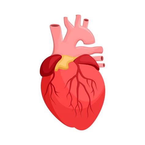 Royalty Free Realistic Heart Clip Art Vector Images