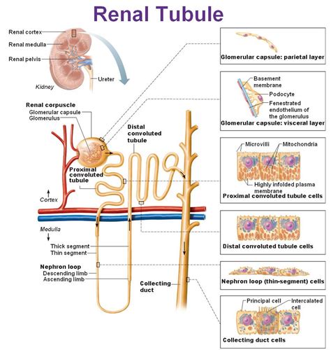 The Urinary System Kidneys Renal Physiology Human Anatomy And
