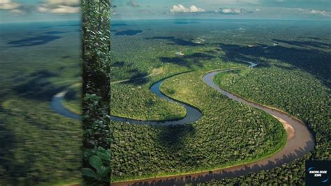The Amazone Rainforest Youtube