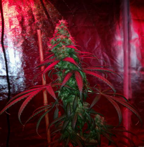 Purple Kush Von Crop King Seeds Cannabis Sorten Infos