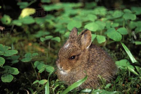Pygmy Rabbit Brachylagus Idahoensis In The Rainforest Of Olympic
