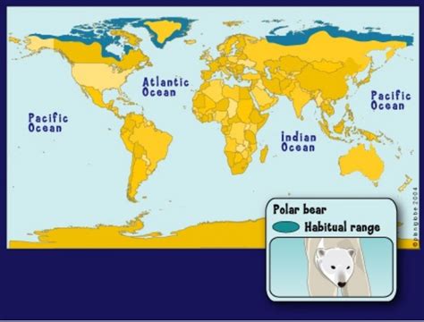 Most Polar Bears Live In Canada Where There Has Been No