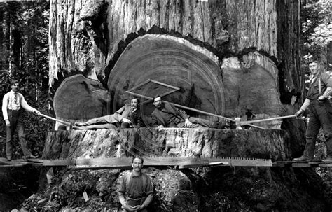 The Old Photo Guy Historical Logging Logging Tools To Fell A Giant