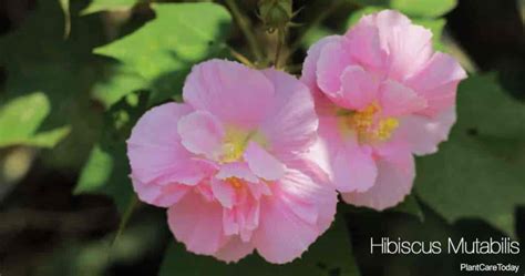 What Are The Completely Different Hibiscus Varieties The Pro Garden
