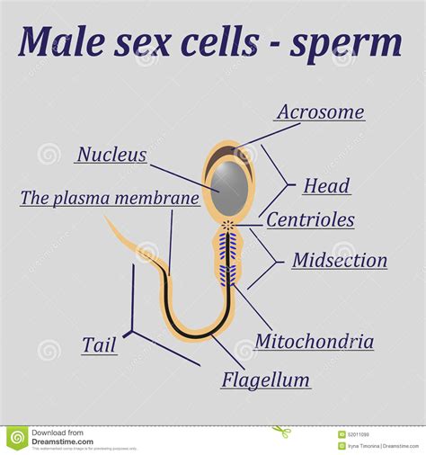 Diagram Of The Male Sex Cells Sperm Stock Vector Image