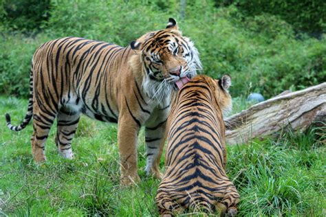 Why Do Cats Groom Each Other? (the Answer Will Surprise ...