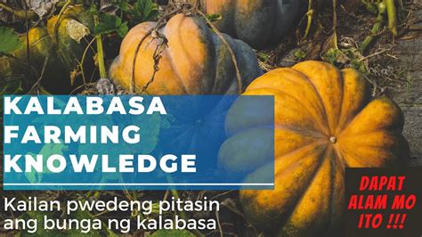 Kalabasa Farming Paano Magtanim Ng Kalabasasquash Kailan Pwedeng