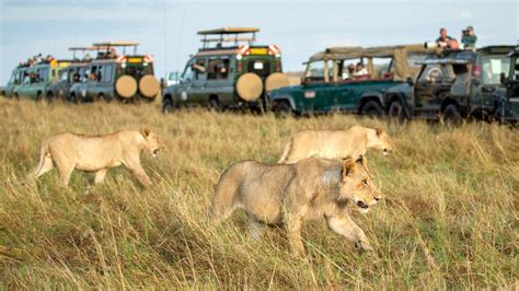 6 Masai Mara Facts Maasai Mara National Reserve Kenya Tours