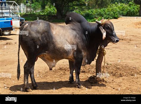 Brama Bull At A Livestock Market Oaxaca Mexico Stock Photo Alamy