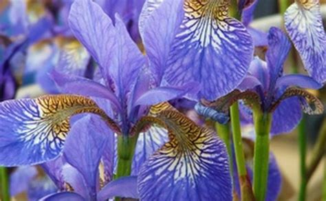 What are appropriate funeral flower arrangements to send? 50th Wedding Anniversary Floral Arrangements Ideas | Our ...