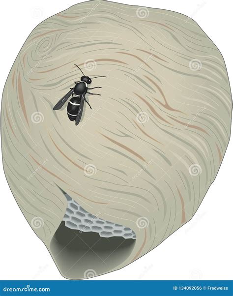 Hornet`s Nest Vector Illustration Stock Vector Illustration Of