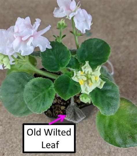 African violets (saintpaulia ionantha) are low maintenance, easy to grow houseplants. Why Are My African Violet Leaves Soft, Limp or Mushy ...