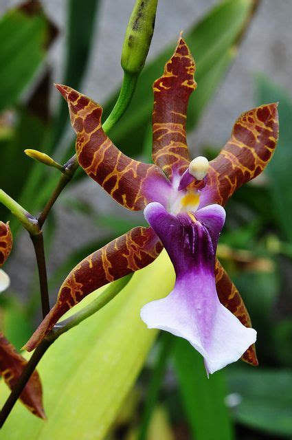 Miltonia Clowesii Beautiful Orchids Unusual Flowers Strange Flowers