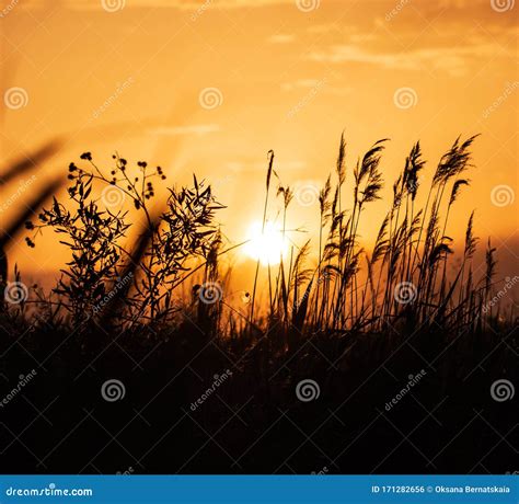 Dry Grass Silhouettes Pond Shore Blue Sky Sun Beams In White Cloud