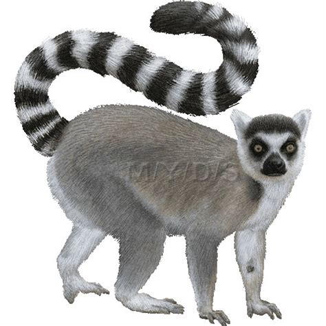 Ring Tailed Lemur Clipart 20 Free Cliparts Download Images On