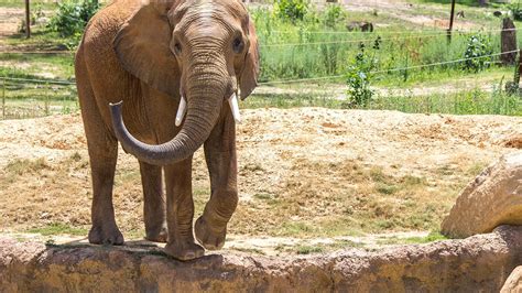 Omahas Henry Doorly Zoo Asian Highlands Voted Best Zoo Exhibit Of 2020
