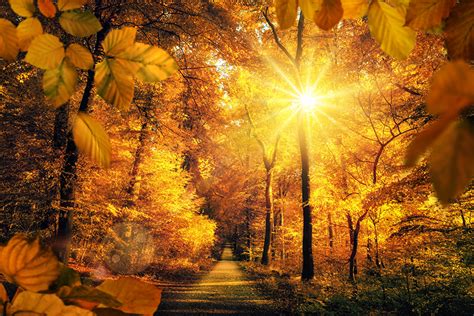 Picture Rays Of Light Leaf Sun Nature Autumn Roads Parks Trees