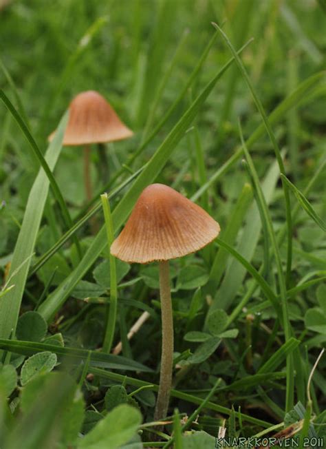 Conocybe Cyanopus Or Smithii Updated With Microscope Photos And More