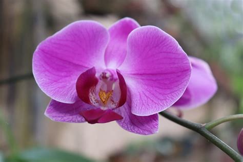 Purple Moth Orchid In Bloom During Daytime Photo Free Plant Image On