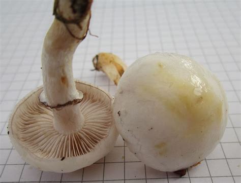 Hyalinweißer Träuschling Stropharia Albonitens Syn Psilocybe Albonitens