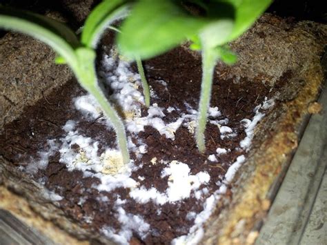 They're difficult to see, but they appear as minute, white specks that are bunched up in a small area. diseases - What is this white mold infesting my tomato ...