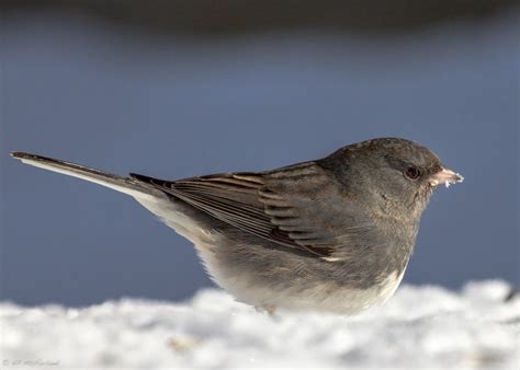 Juncos Flock In Large Numbers With Late Winter Storm Vermont Center