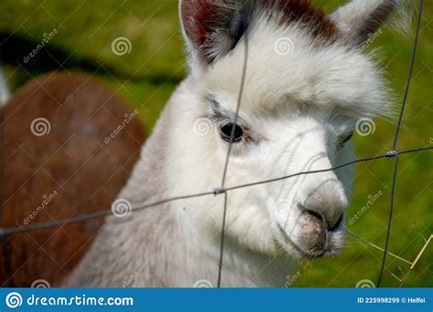 Alpaca With Beautiful Fur Is Often Confused With Llama Photographed In