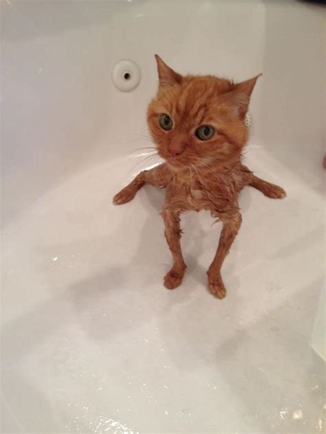 Cat Is Wet Rcats
