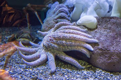 They are found in kelp forests, which are… Aquarium of the Pacific | Online Learning Center ...