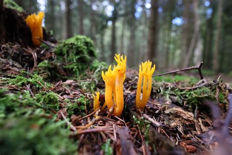 The Golden Yellow Coral Mushroom Ramaria Aure In The Forest Stock Image