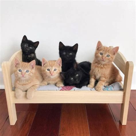 Cat Owners Turn Ikea Toy Furniture Into Adorable Pet Beds