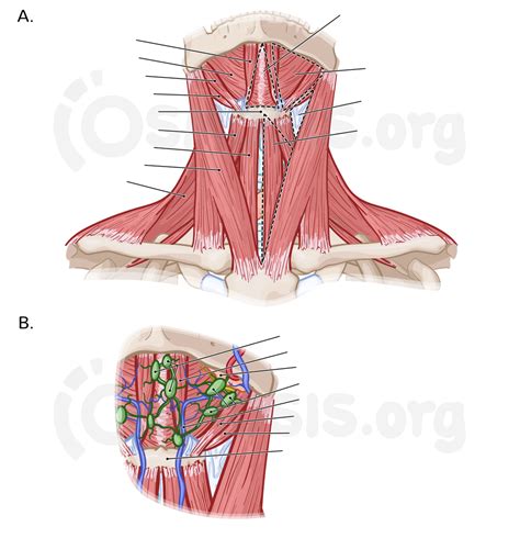 Superficial Structures Of The Neck Anterior Triangle Osmosis