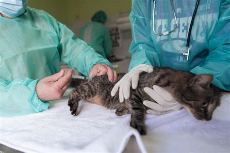 Veterinary Team For Treating Sick Cats Maintain Animal Health Concept