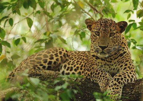 Wilpattu National Park Anuradhapura Timings Safari Cost Best Time