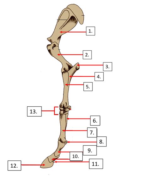 Horse Leg Skeletal System Unit Diagram Quizlet