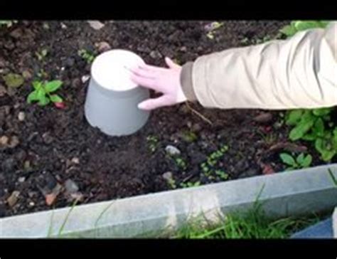 So vertreiben sie wespen ganz einfach. VIDEO: Rote Ameisen im Garten - was tun?