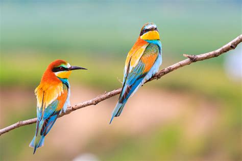 Beautiful Colorful Birds Sitting On A Branch Stock Photo Download