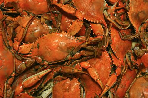 Put the crabs in a steamer basket or insert or simply pile them into the pot and let the bottom crabs boil slightly and act as a platform for the other crabs to steam. Recipe for Boiling Crabs