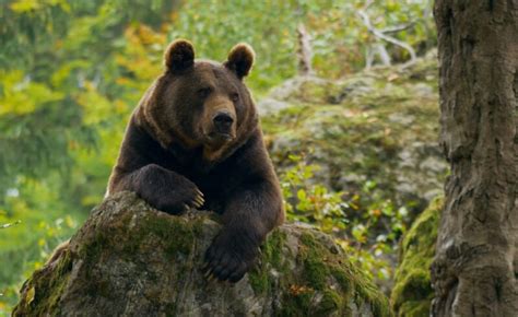 How Long Do Bears Live Exploring Their Lifespans