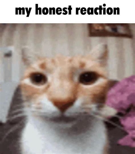 An Orange And White Cat Looking At The Camera With Text That Reads My Honest Reaction