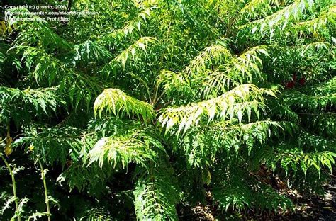 Plantfiles Pictures Cutleaf Staghorn Sumac Laciniata Rhus Typhina