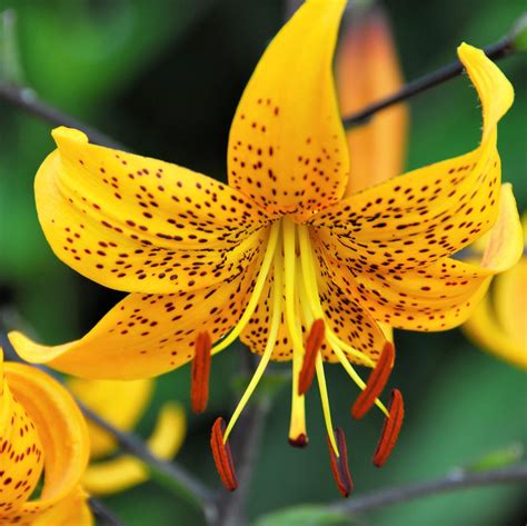 Tiger Lily Leichtlinii Tiger Lily Flowers Yellow Perennials