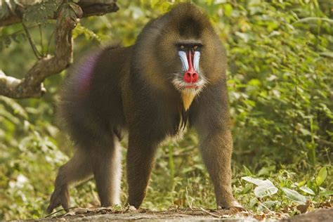 14 Fascinating Facts About Monkeys 2022