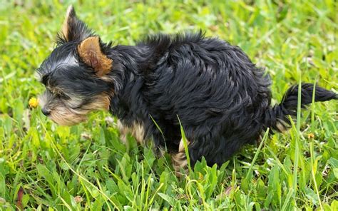 Diarrhea In Dogs Causes And Treatment Dogs La La Land
