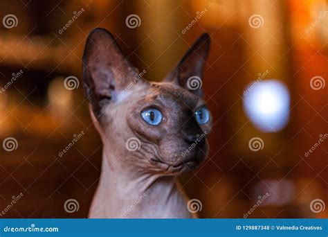 Sphynx Cat Pictured Inside With Big Shiny Blue Eyes 12 Stock Photo