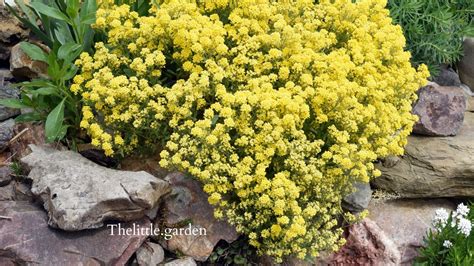 Growing Alyssum From Seed 3 Options To Consider